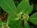 Wild Poinsettia